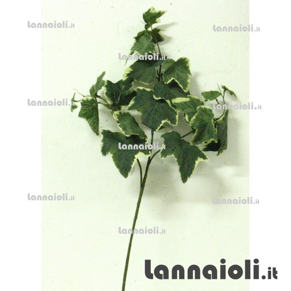 EDERA-ROSMARINO-NEBBIOL. RAMO 